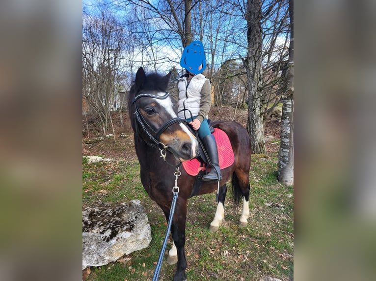 Welsh-A Wallach 10 Jahre 120 cm Schwarzbrauner in Trochtelfingen