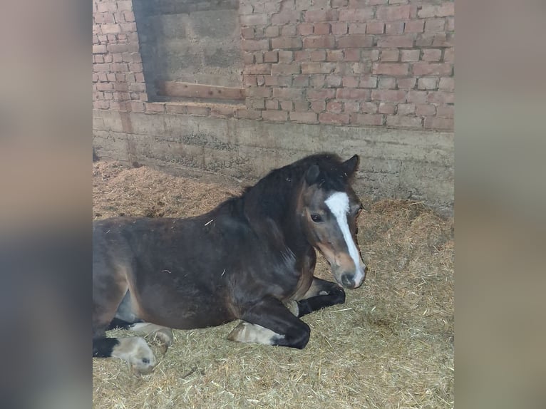 Welsh-A Wallach 10 Jahre 120 cm Schwarzbrauner in Trochtelfingen