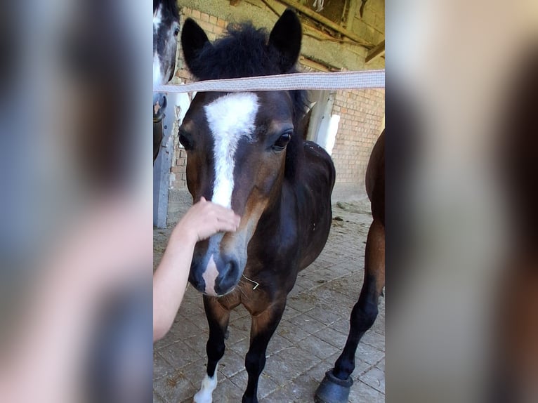Welsh-A Wallach 10 Jahre 120 cm Schwarzbrauner in Trochtelfingen