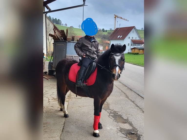 Welsh-A Wallach 10 Jahre 120 cm Schwarzbrauner in Trochtelfingen