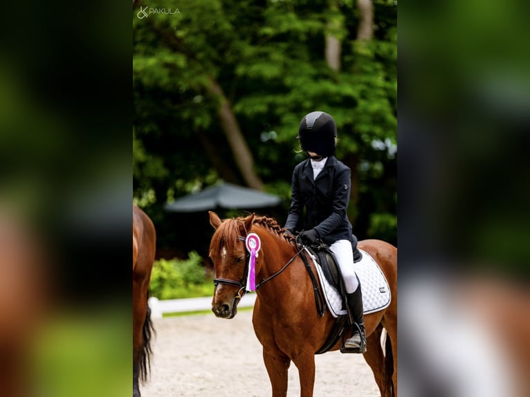 Welsh-A Wallach 10 Jahre 132 cm Fuchs in Gądki