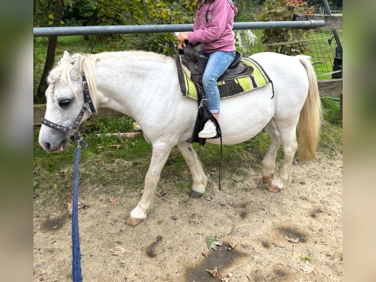 Welsh-A Wallach 11 Jahre 111 cm Schimmel in Bochum