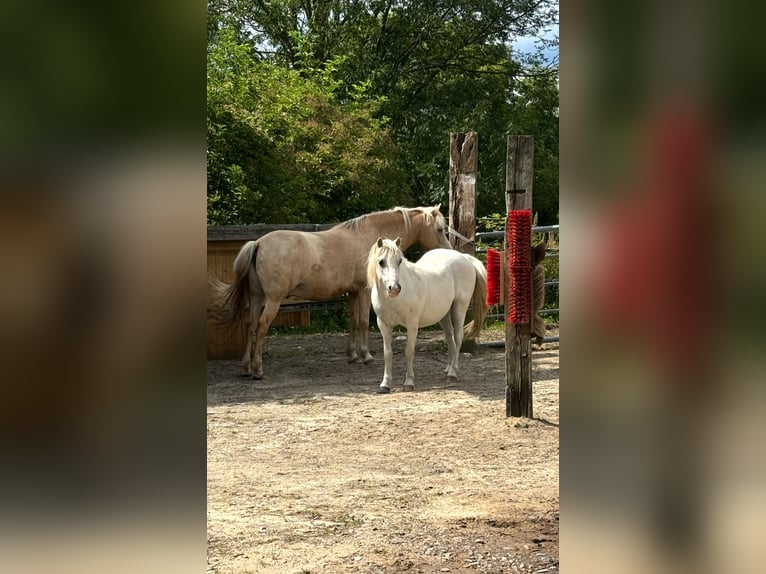 Welsh-A Wallach 11 Jahre 111 cm Schimmel in Bochum