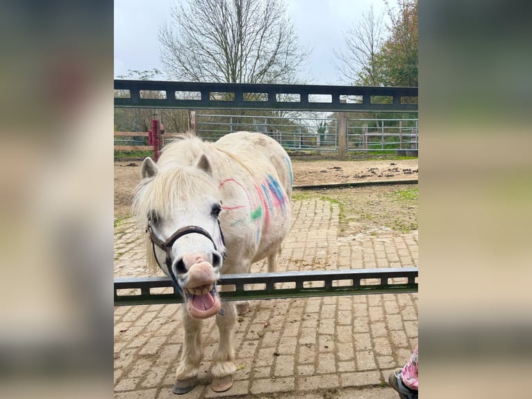 Welsh-A Wallach 11 Jahre 111 cm Schimmel in Bochum