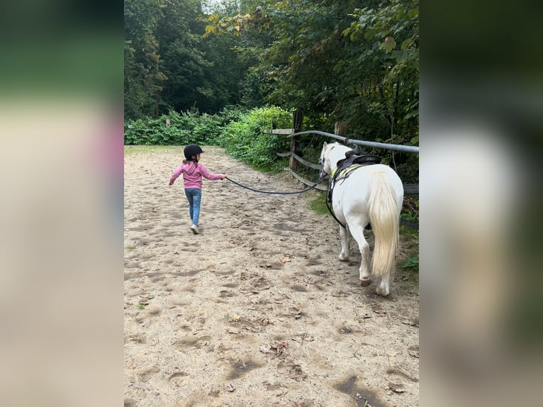 Welsh-A Wallach 11 Jahre 111 cm Schimmel in Bochum