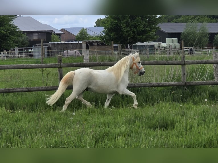 Welsh-A Wallach 11 Jahre 114 cm Schimmel in Mönchengladbach