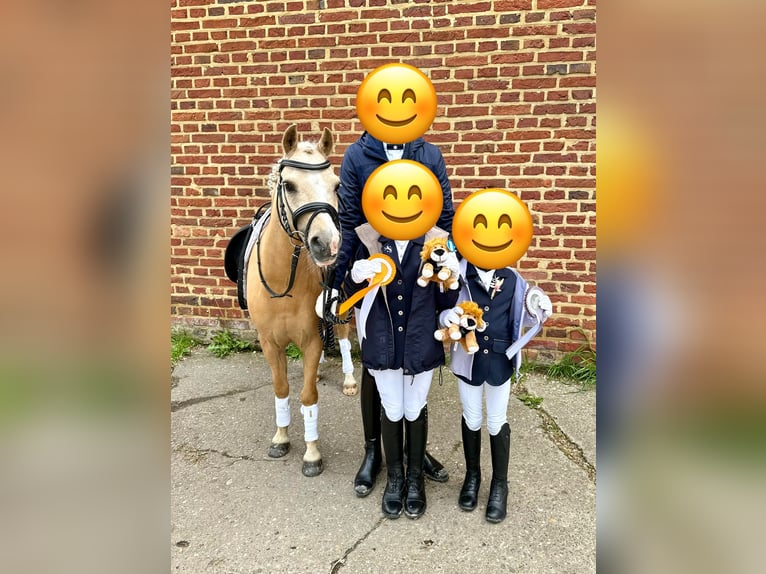Welsh-A Wallach 11 Jahre 121 cm Palomino in Lüdinghausen