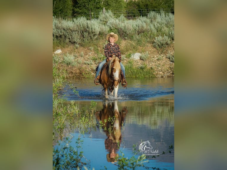 Welsh-A Mix Wallach 11 Jahre 122 cm Roan-Red in Cody, WY