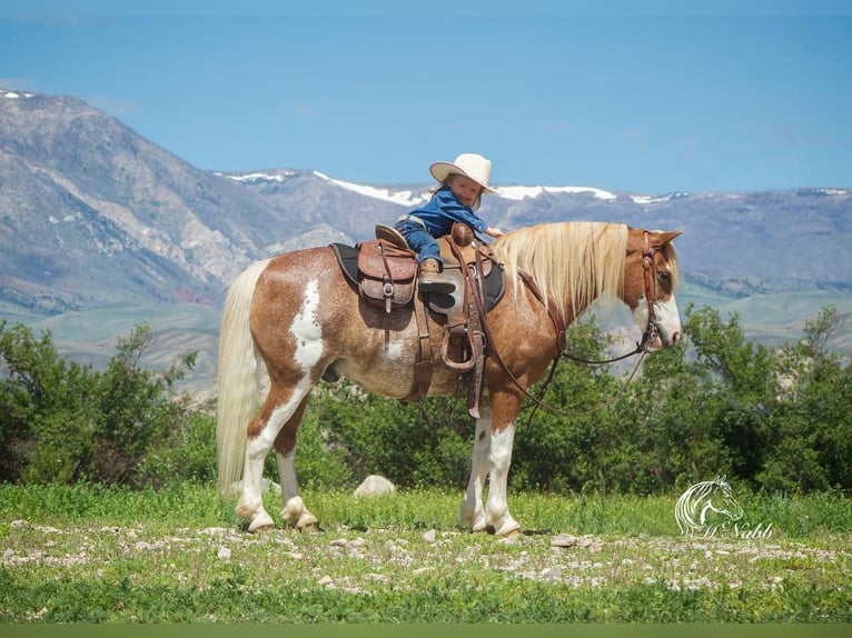 Welsh-A Mix Wallach 11 Jahre 122 cm Roan-Red in Cody, WY