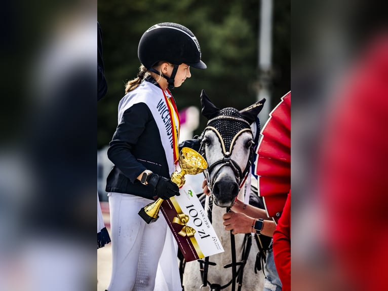 Welsh-A Wallach 11 Jahre 123 cm Schimmel in Podłęcze