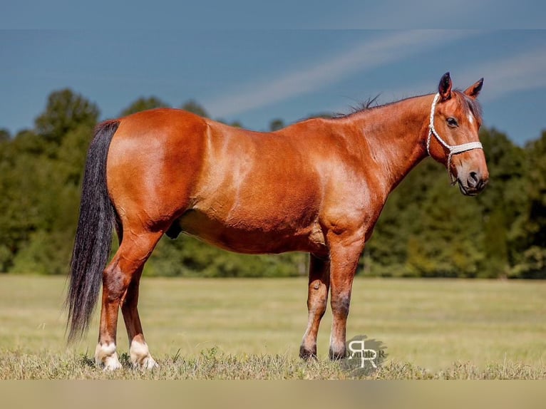 Welsh-A Wallach 11 Jahre 127 cm in Lyles, TN