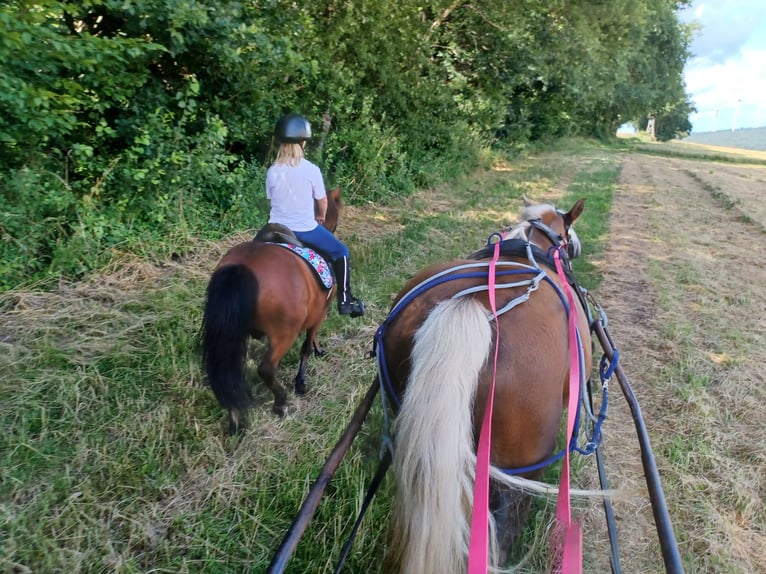 Welsh-A Mix Wallach 12 Jahre 114 cm Brauner in Alsfeld