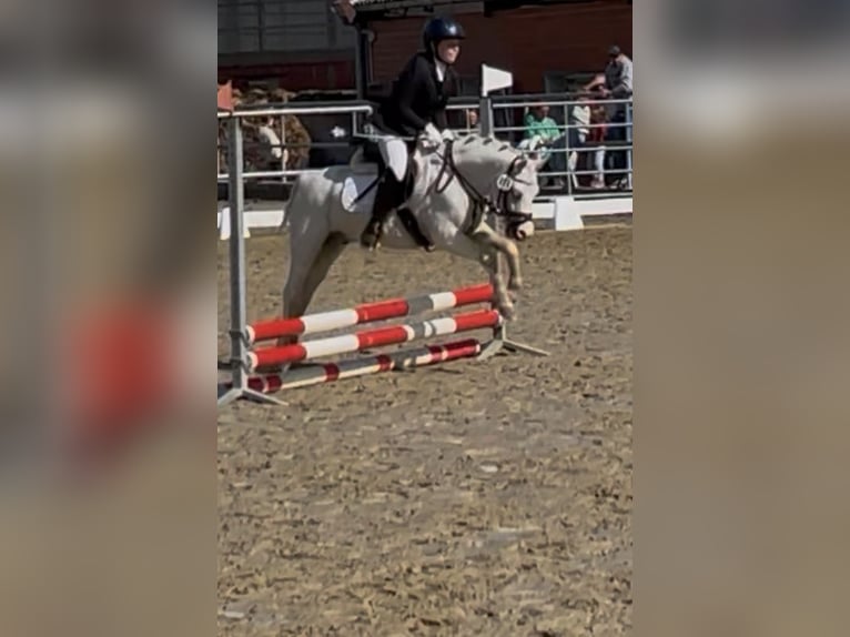 Welsh-A Wallach 12 Jahre 115 cm Schimmel in DortmundDortmund