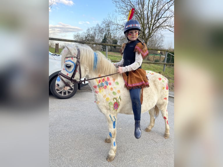 Welsh-A Wallach 12 Jahre 115 cm Schimmel in DortmundDortmund