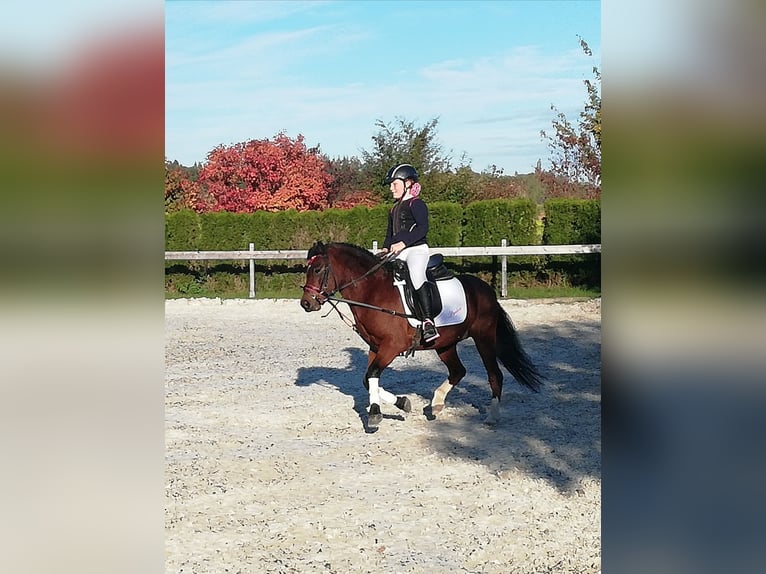 Welsh-A Wallach 12 Jahre 119 cm Brauner in Teisendorf Welsh-A Wallach 12 Jahre 119 cm Brauner in Teisendorf