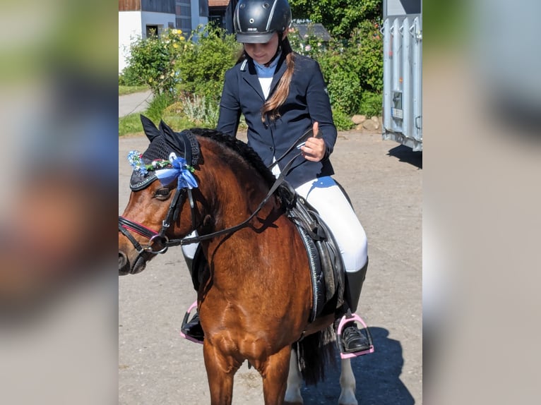 Welsh-A Wallach 12 Jahre 119 cm Brauner in Teisendorf Welsh-A Wallach 12 Jahre 119 cm Brauner in Teisendorf