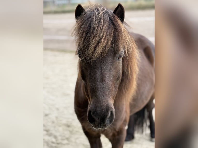 Welsh-A Mix Wallach 12 Jahre 120 cm Brauner in Wasbüttel