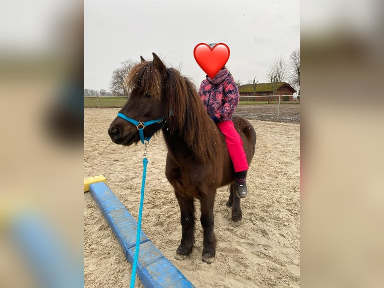 Welsh-A Mix Wallach 12 Jahre 120 cm Brauner in Wasbüttel