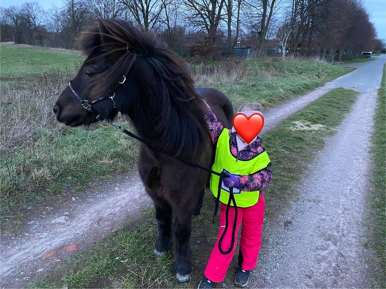 Welsh-A Mix Wallach 12 Jahre 120 cm Brauner in Wasbüttel