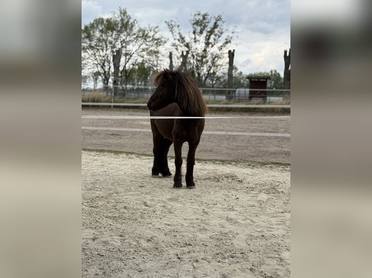 Welsh-A Mix Wallach 12 Jahre 120 cm Brauner in Wasbüttel