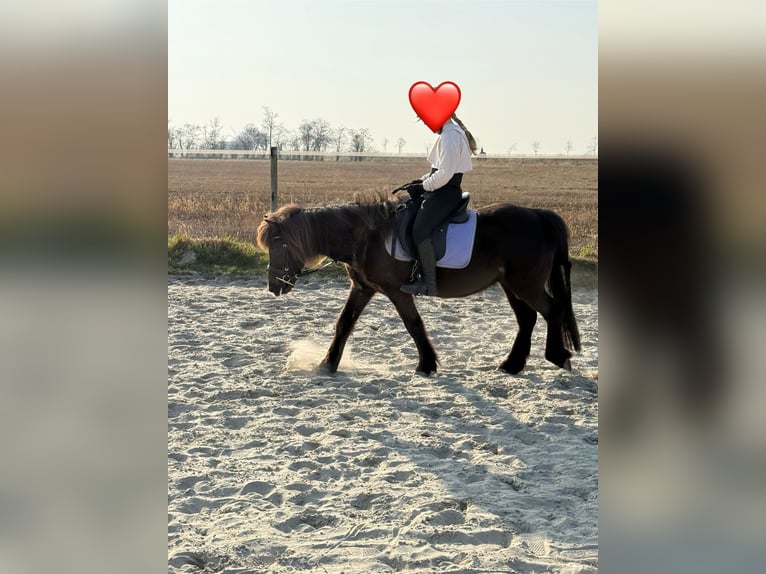 Welsh-A Mix Wallach 12 Jahre 120 cm Brauner in Wasbüttel