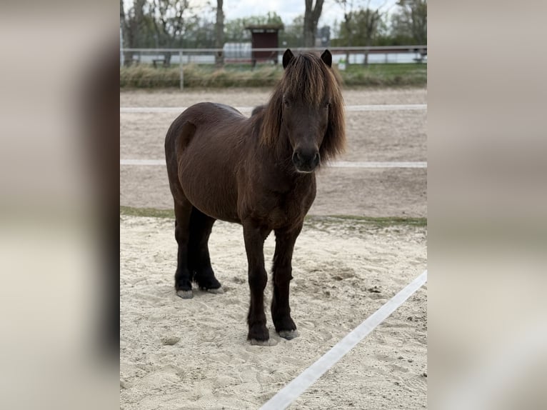 Welsh-A Mix Wallach 12 Jahre 120 cm Brauner in Wasbüttel