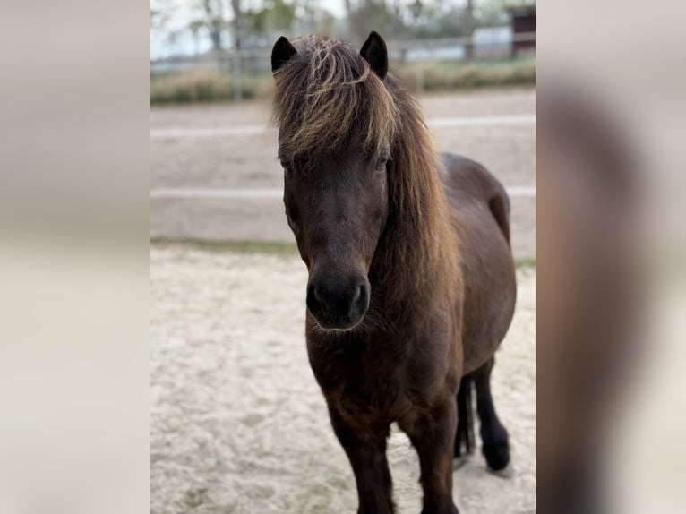 Welsh-A Mix Wallach 12 Jahre 120 cm Dunkelbrauner in Wasb&#xFC;ttelWasb&#xFC;ttel