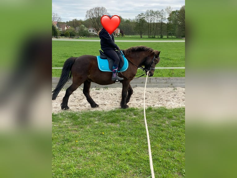 Welsh-A Mix Wallach 12 Jahre 120 cm Dunkelbrauner in Wasb&#xFC;ttelWasb&#xFC;ttel