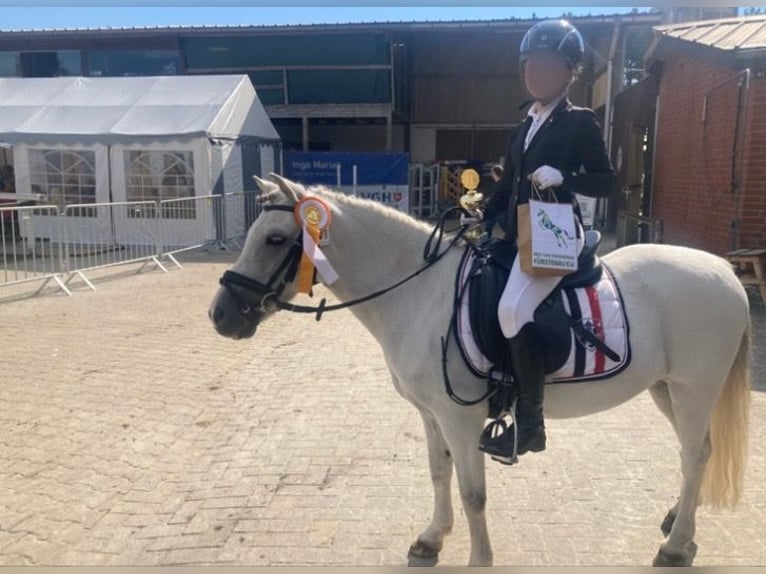 Welsh-A Wallach 12 Jahre 120 cm Schimmel in Neuenkirchen