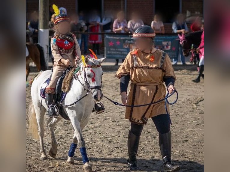 Welsh-A Wallach 12 Jahre 120 cm Schimmel in Neuenkirchen
