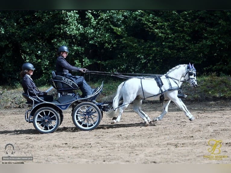 Welsh-A Wallach 12 Jahre 121 cm Schimmel in Opende