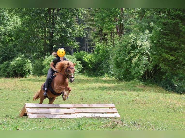 Welsh-A Mix Wallach 12 Jahre 122 cm Fuchs in St. Aegyd am Neuwalde