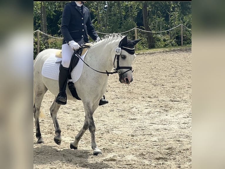 Welsh-A Wallach 12 Jahre 122 cm Schimmel in IndenInden