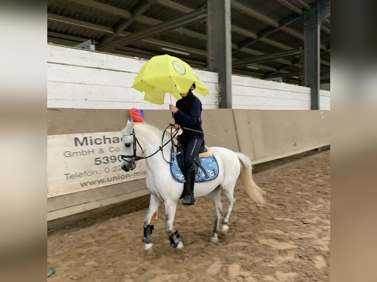 Welsh-A Wallach 12 Jahre 122 cm Schimmel in IndenInden