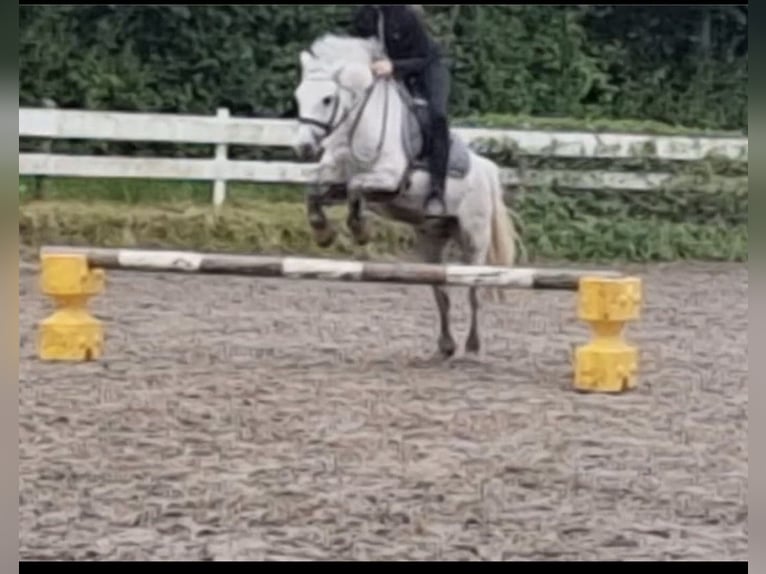 Welsh-A Wallach 12 Jahre 122 cm Schimmel in IndenInden
