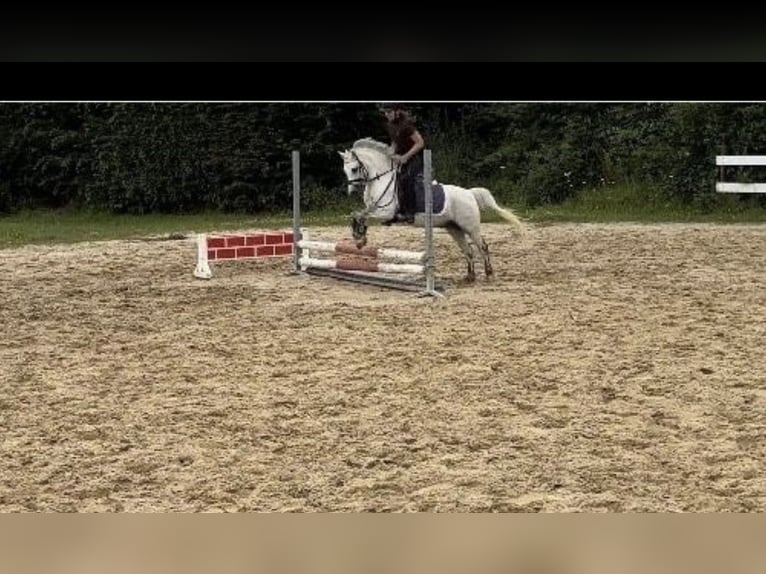 Welsh-A Wallach 12 Jahre 122 cm Schimmel in IndenInden