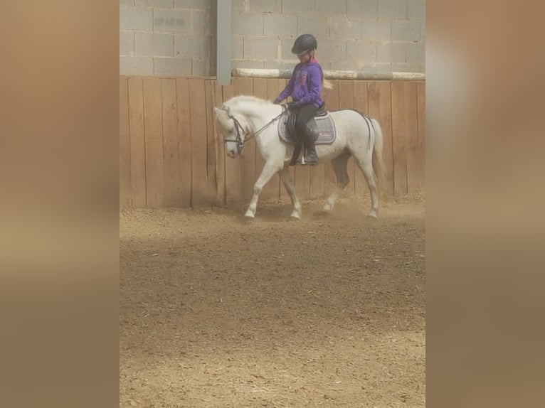 Welsh-A Wallach 12 Jahre 122 cm Schimmel in Helferskirchen