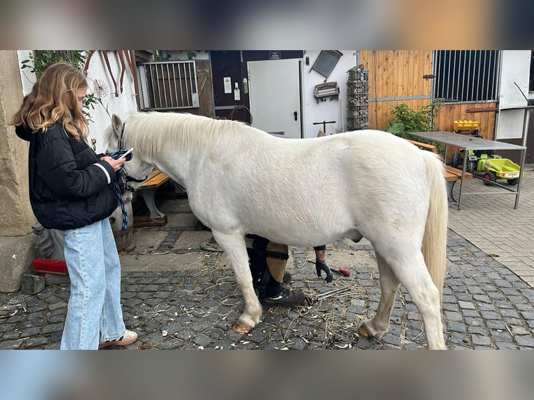Welsh-A Wallach 13 Jahre 115 cm Schimmel in DortmundDortmund