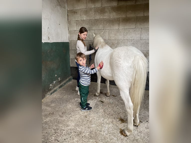 Welsh-A Wallach 13 Jahre 115 cm Schimmel in DortmundDortmund