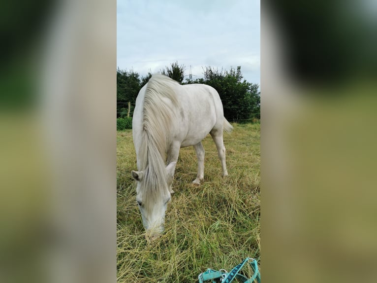 Welsh-A Wallach 13 Jahre 115 cm Schimmel in DortmundDortmund
