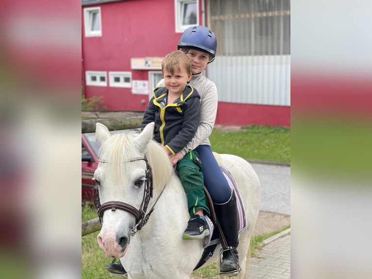 Welsh-A Wallach 13 Jahre 115 cm Schimmel in DortmundDortmund