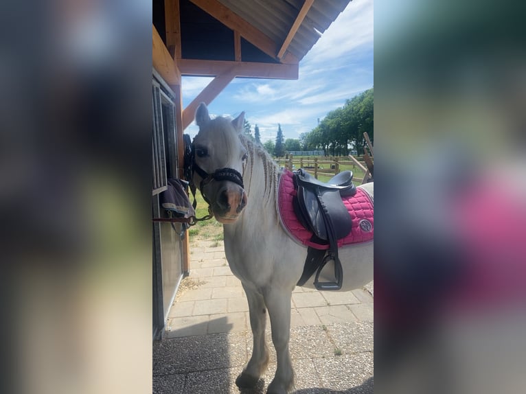 Welsh-A Wallach 13 Jahre 117 cm Schimmel in Twello