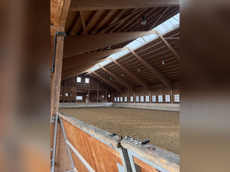 Welsh-A Wallach 13 Jahre 119 cm Dunkelbrauner in Feldkirchen