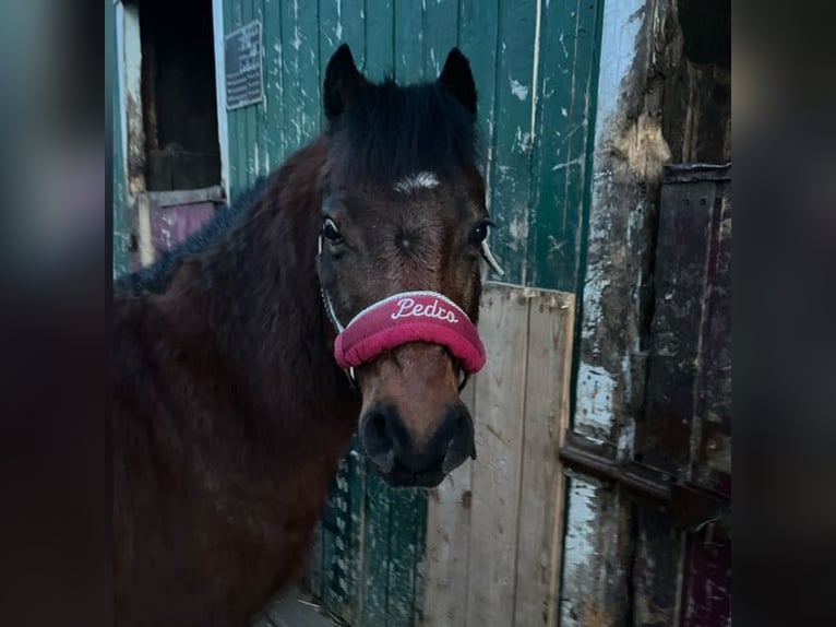 Welsh-A Wallach 13 Jahre 119 cm Dunkelbrauner in Feldkirchen