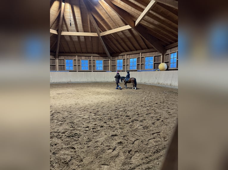 Welsh-A Wallach 13 Jahre 119 cm Dunkelbrauner in Feldkirchen