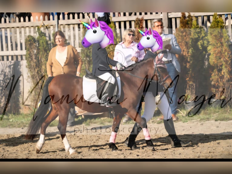 Welsh-A Wallach 13 Jahre 119 cm Dunkelbrauner in Feldkirchen