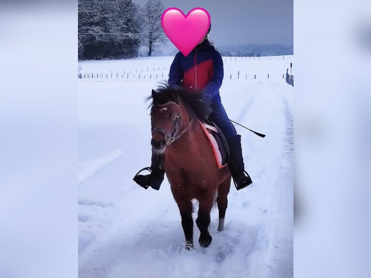 Welsh-A Wallach 13 Jahre 119 cm Dunkelbrauner in Feldkirchen