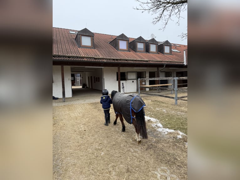 Welsh-A Wallach 13 Jahre 119 cm Dunkelbrauner in Feldkirchen