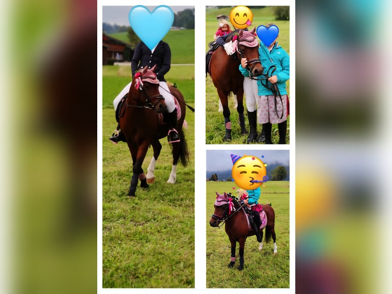 Welsh-A Wallach 13 Jahre 119 cm Dunkelbrauner in Feldkirchen