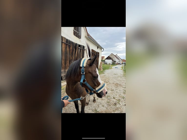 Welsh-A Wallach 13 Jahre 120 cm Dunkelbrauner in InzenhofG&#xFC;ssing